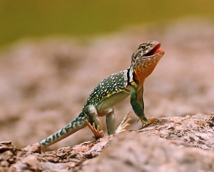 Парусная агама Hydrosaurus
