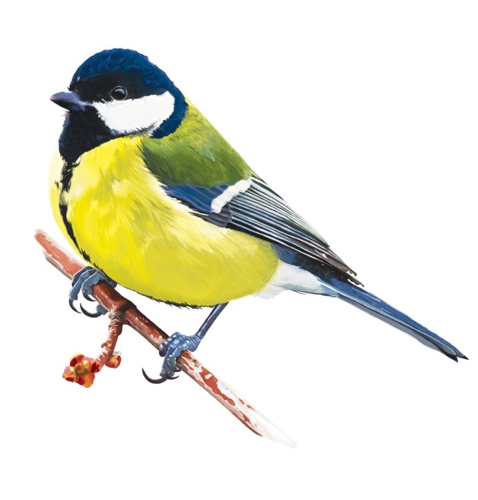 5. Синица большая (Parus Major)