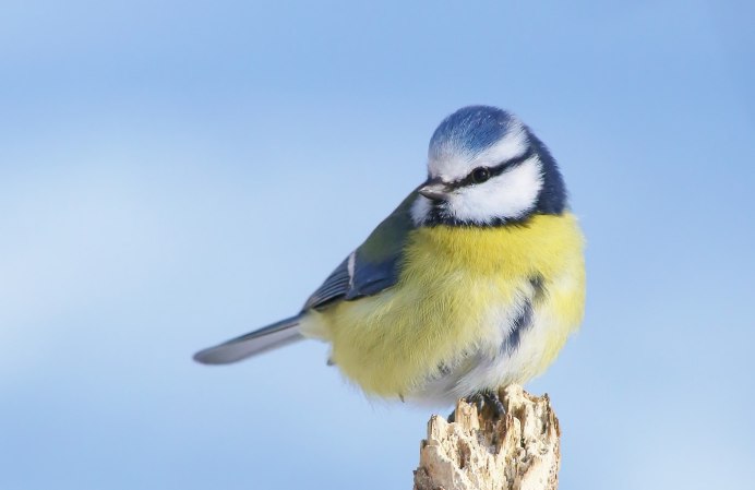 Синица Parus Major