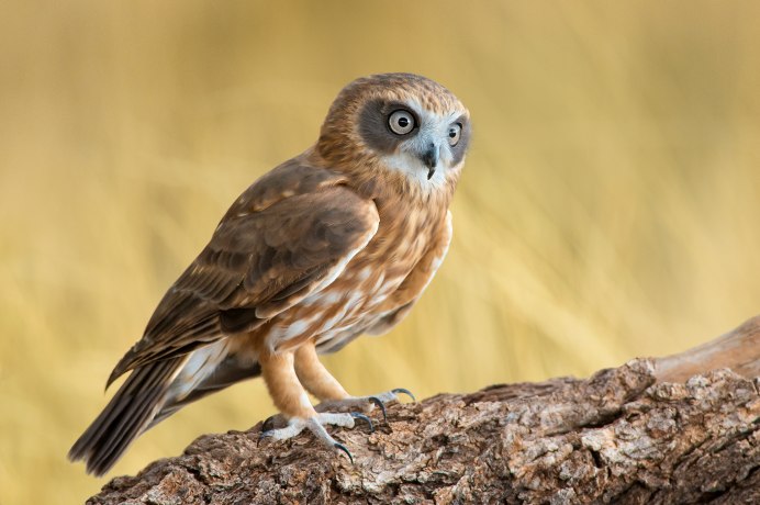 Филин Bubo Bubo на белом фоне