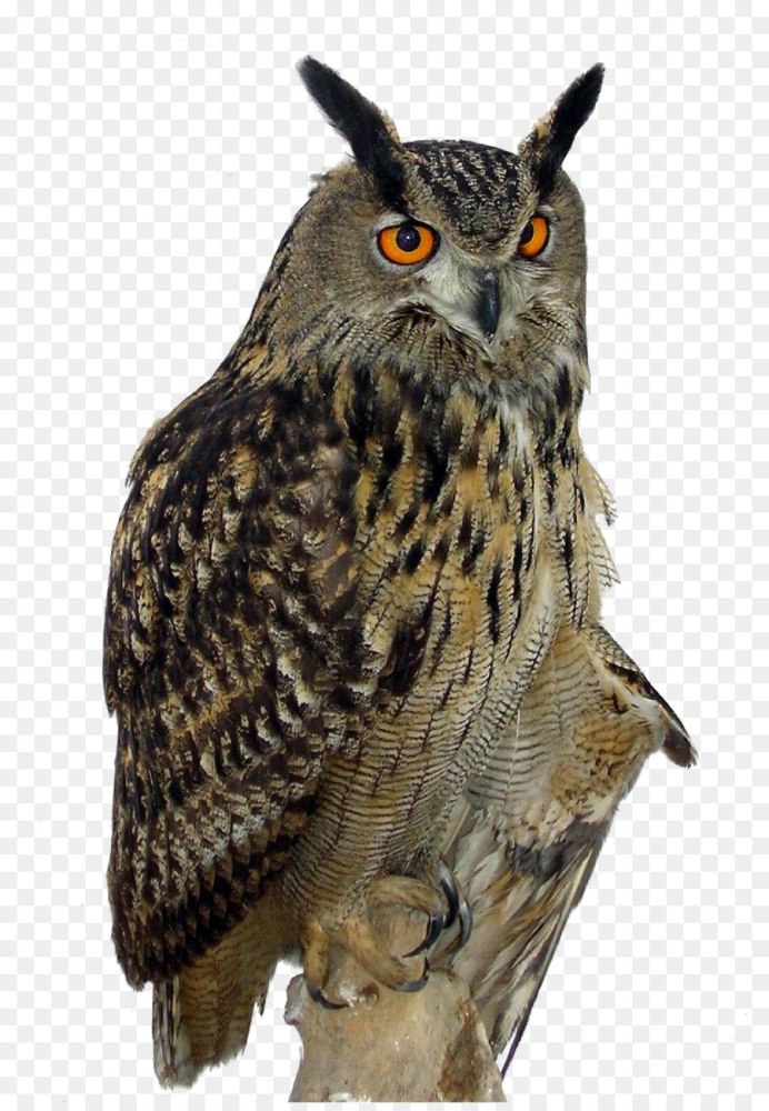 Филин Bubo Bubo
