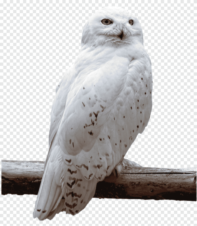 Клюв Совы