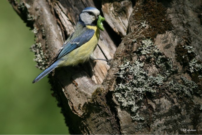 Malurus splendens