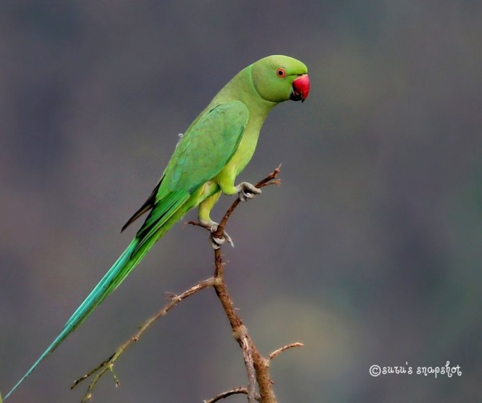 Ожереловый попугай зеленый