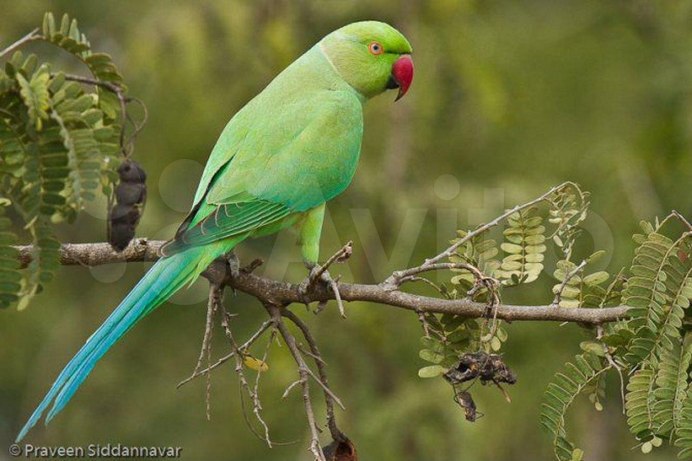 Индийский кольчатый попугай
