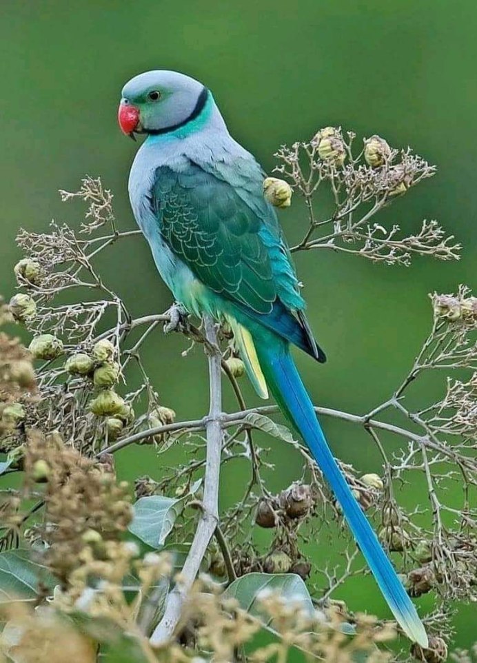 Ожереловый попугай Крамера