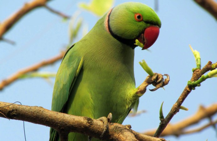 Ожереловый попугай зеленый