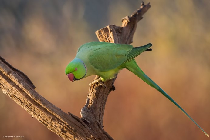 Ожереловый попугай зеленый