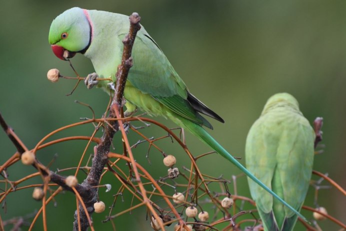 Попугай кольчатый ожереловый