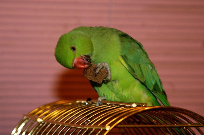 Ожереловый попугай Крамера