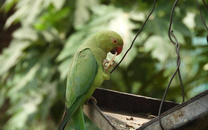 Ожереловый попугай зеленый