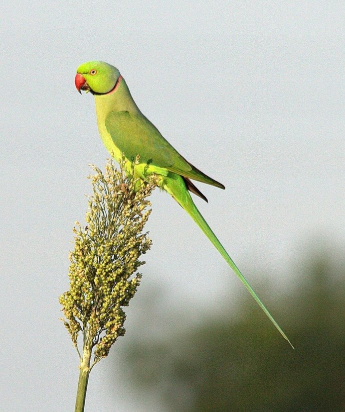 Попугай кольчатый ожереловый