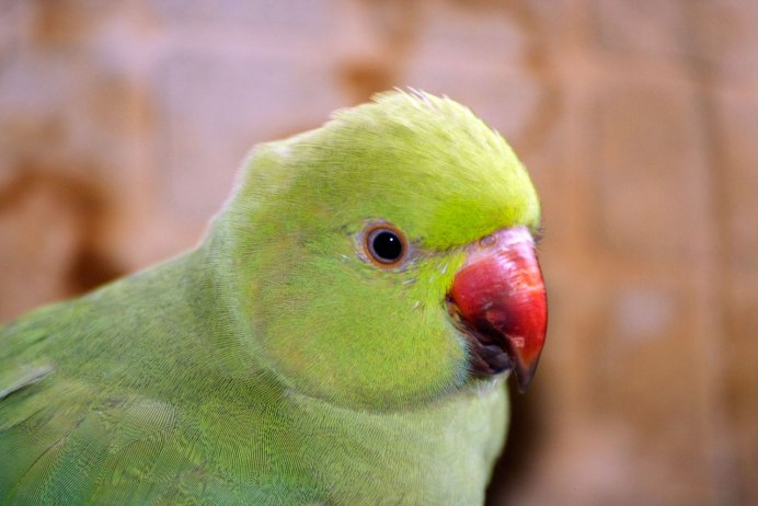 Попугай кольчатый ожереловый