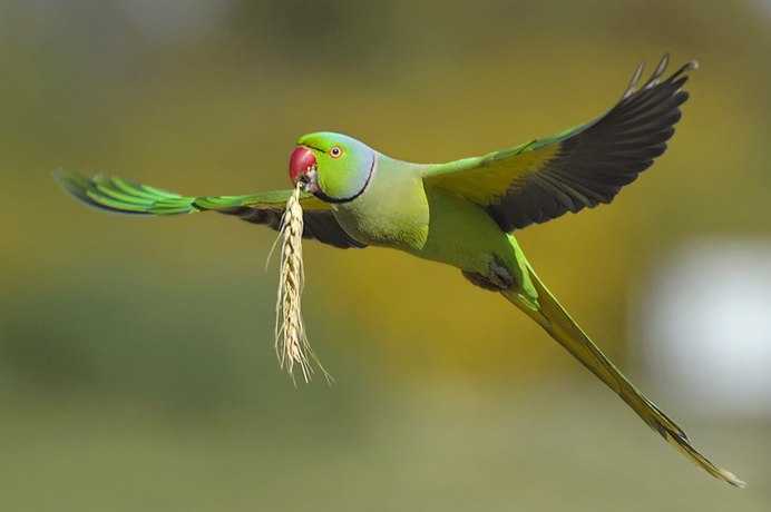 Ожереловый попугай