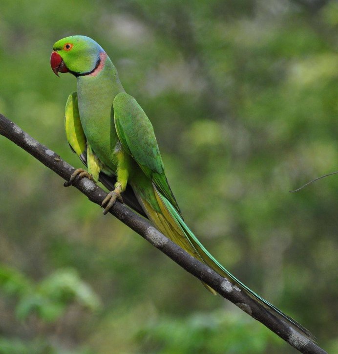 Ожереловый попугай зеленый