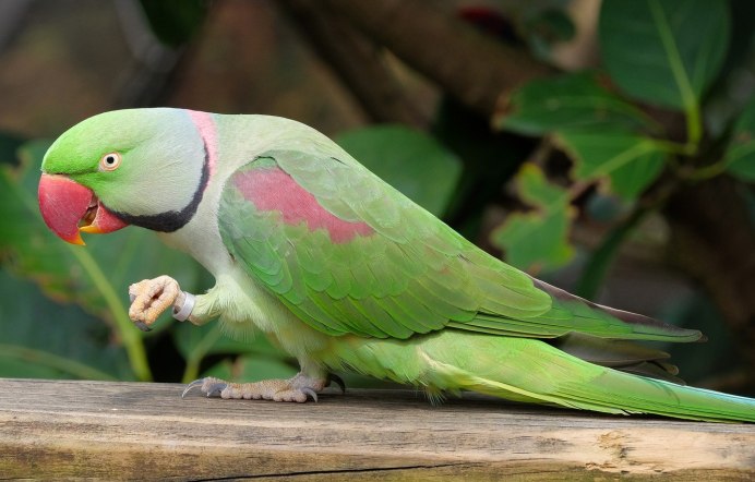 Ожереловый попугай зеленый