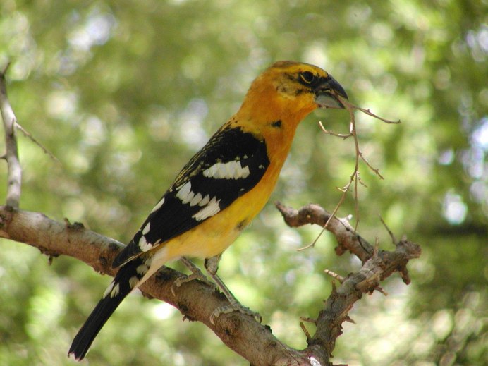 Yellow Oriole (Icterus nigrogularis)