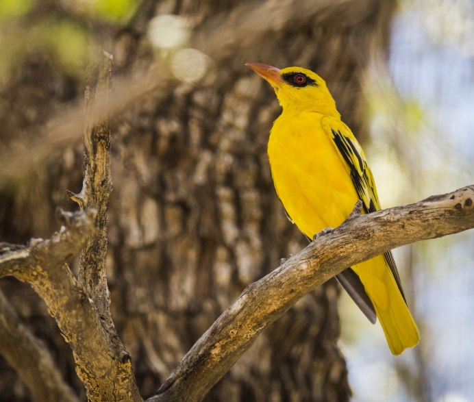 Yellow Oriole (Icterus nigrogularis)