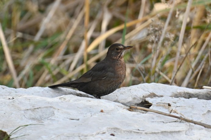 Обыкновенная Иволга Oriolus Oriolus