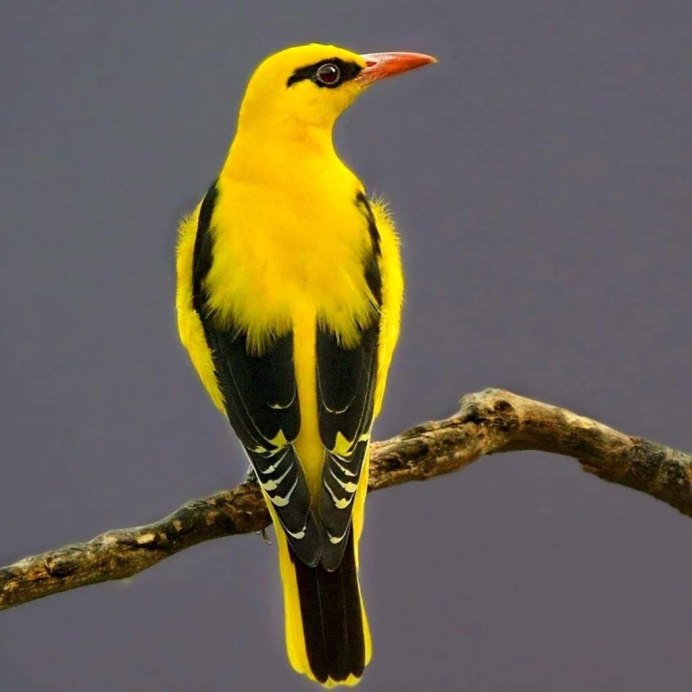 Обыкновенная Иволга Oriolus Oriolus