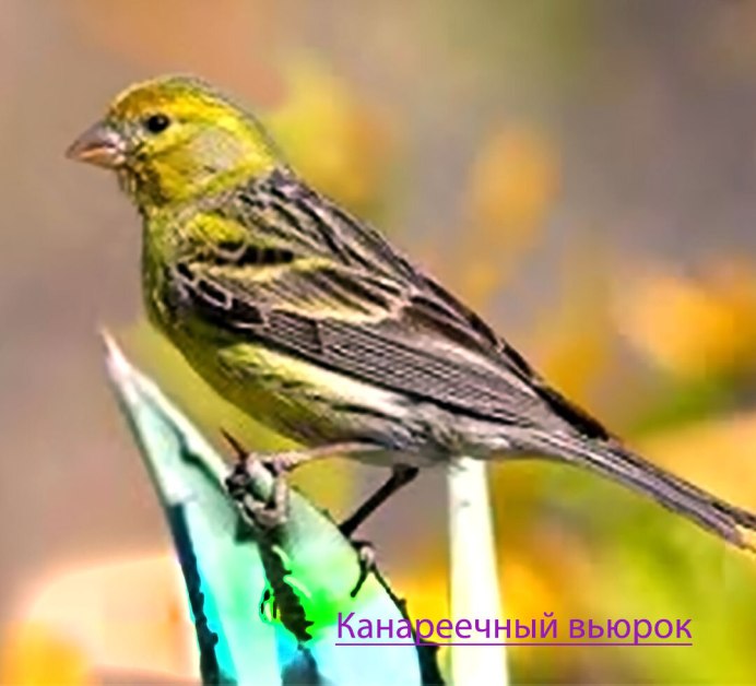 Канарскийй канереечны Вьюнок
