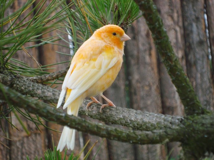 Golden Finch перевод
