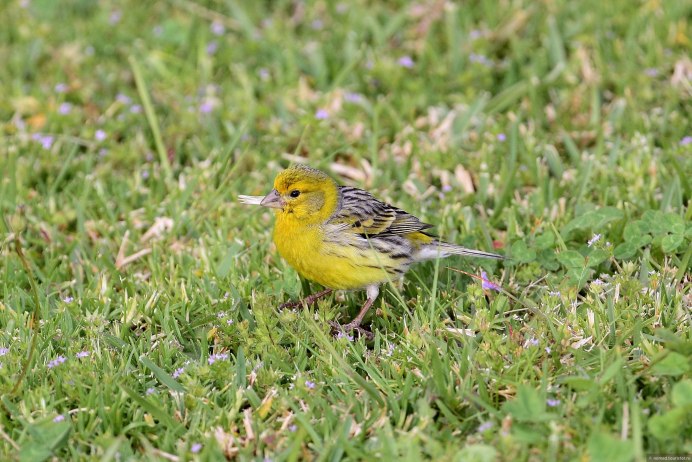 Finch Feather