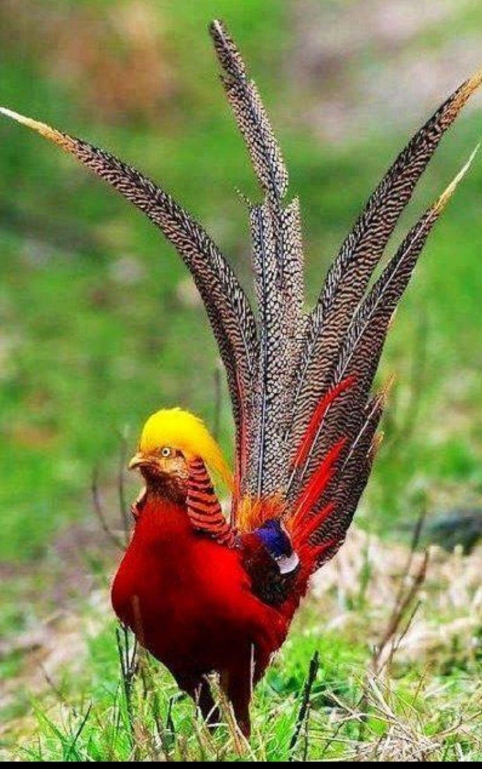 Фазан Дальневосточный