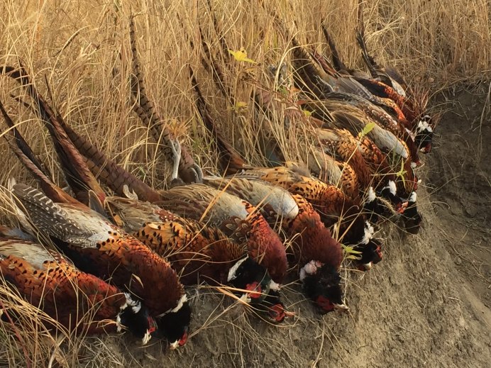 Фазан Дальневосточный