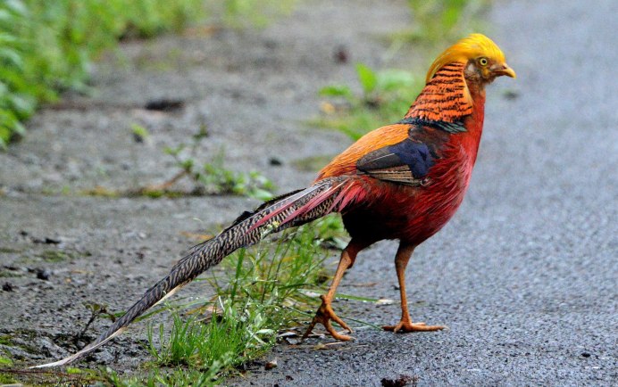 Фазаны в дикой природе