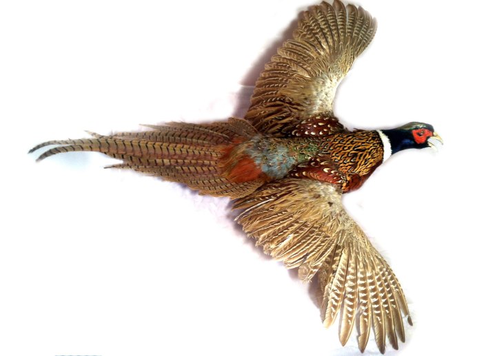 Фазан золотой красный