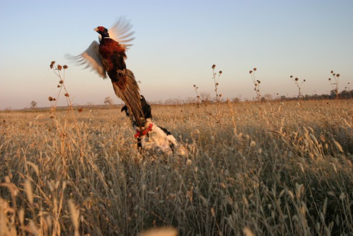 Пёстрый фазан Микадо