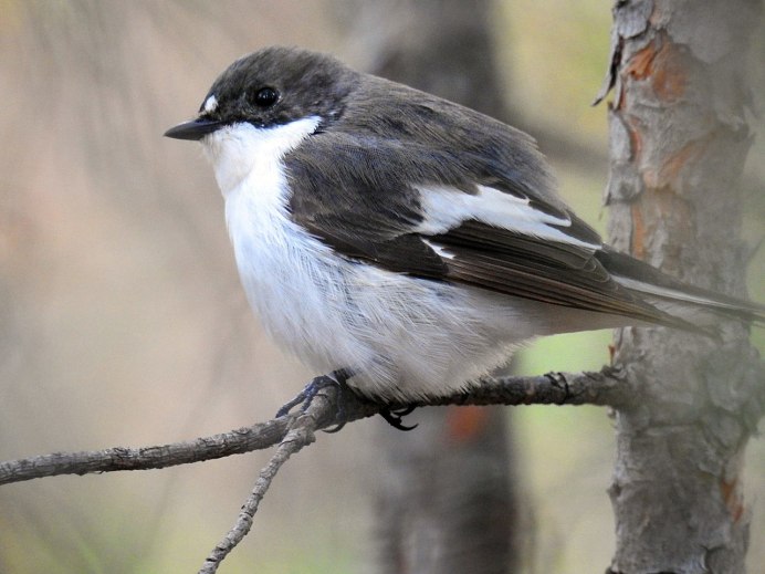 Палаванский павлиний фазан