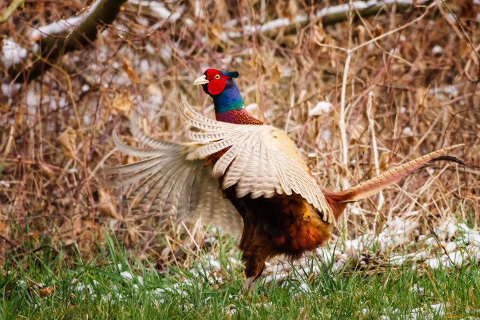 Золотой фазан самец
