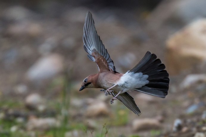 Кукушка птица