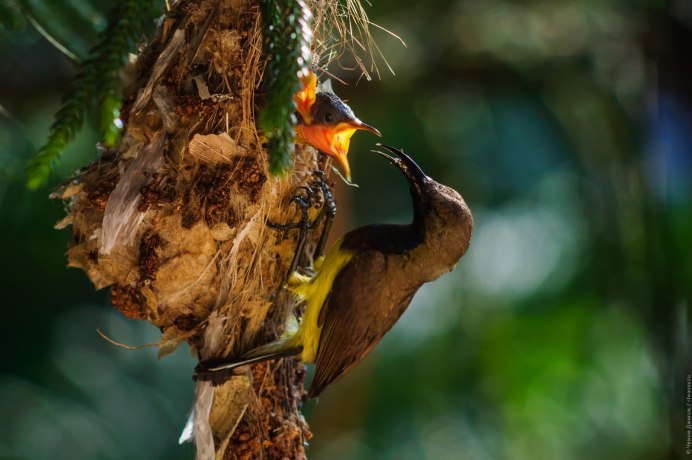 Золотой фазан летит