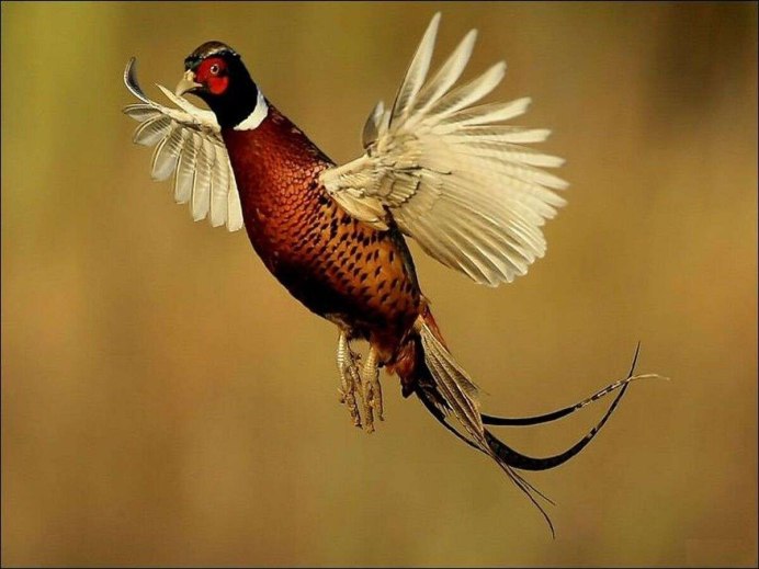 Фотографии птиц bbc