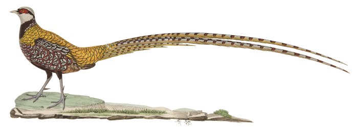 Боровая дичь фазан