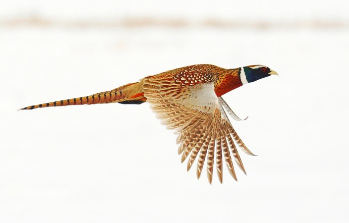 Зеленый фазан Кидзи