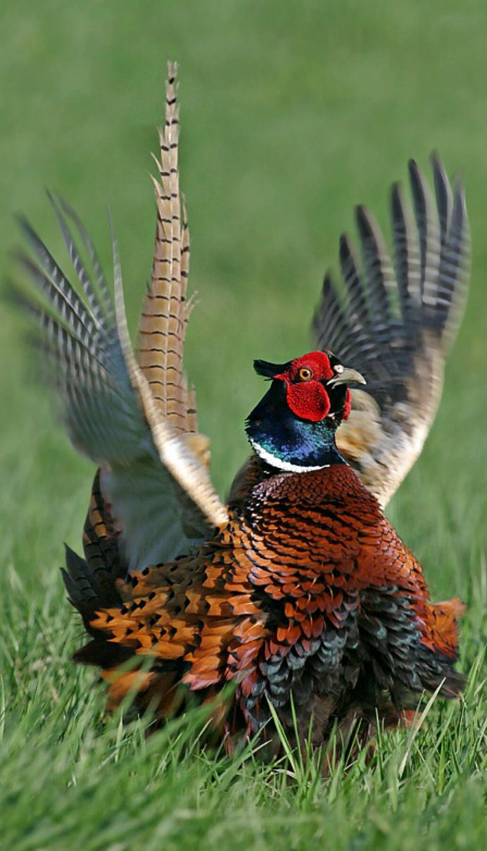 Монал фазан