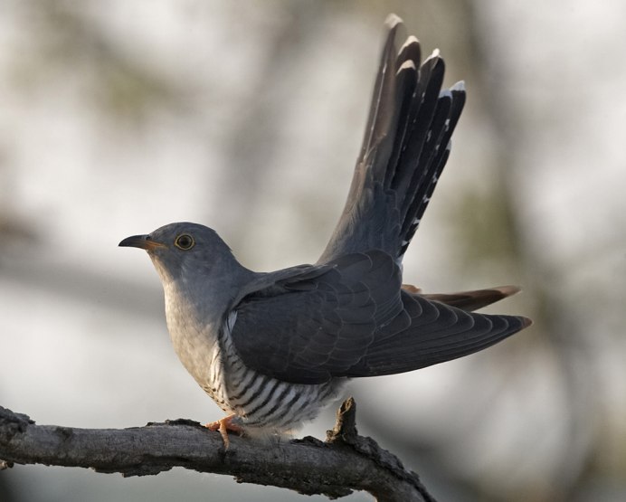 Фазан Кидзи