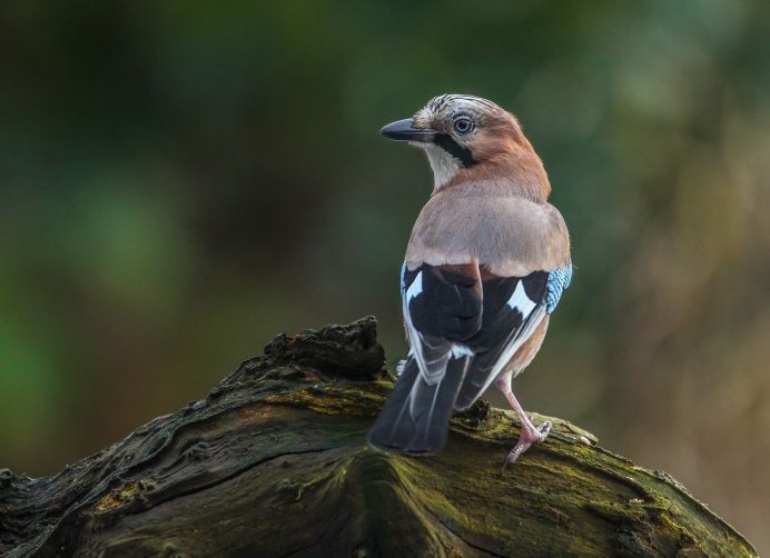 Рогатая неясыть