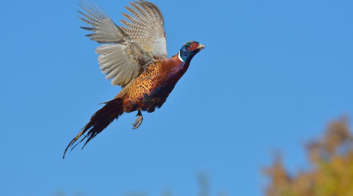Фазан Амурский зимой