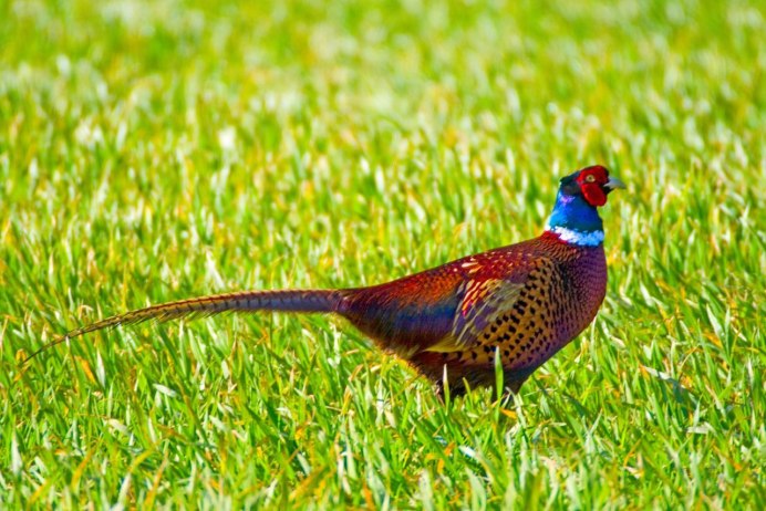 Фазан против петуха