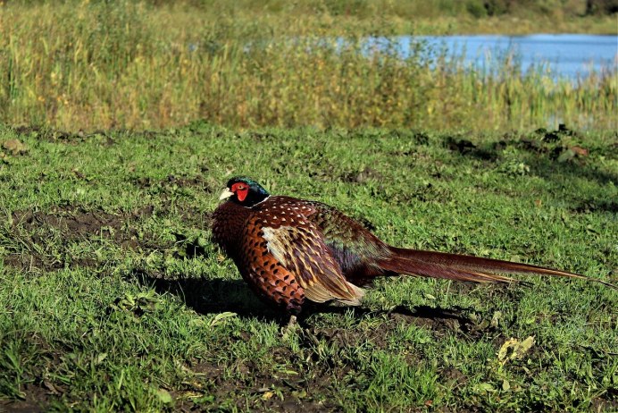Рябчик маньчжурский фазан