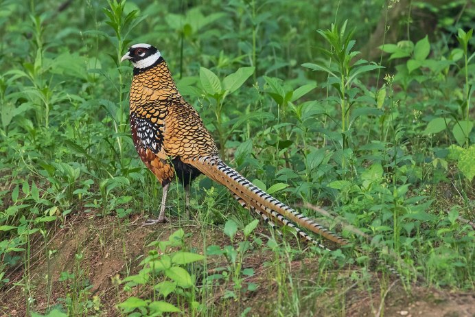 Пестрый китайский фазан Syrmaticus reevesii