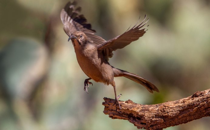 Фазан на прозрачном фоне