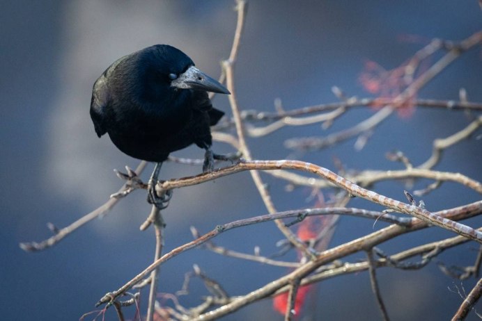 Гималайский монал Lophophorus impejanus