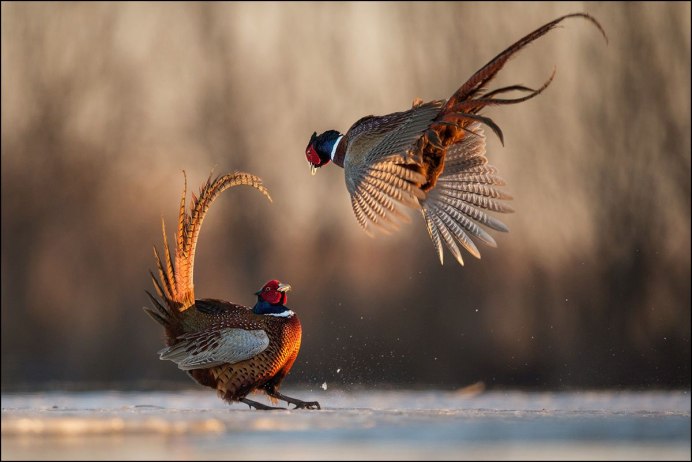 Танцующий фазан