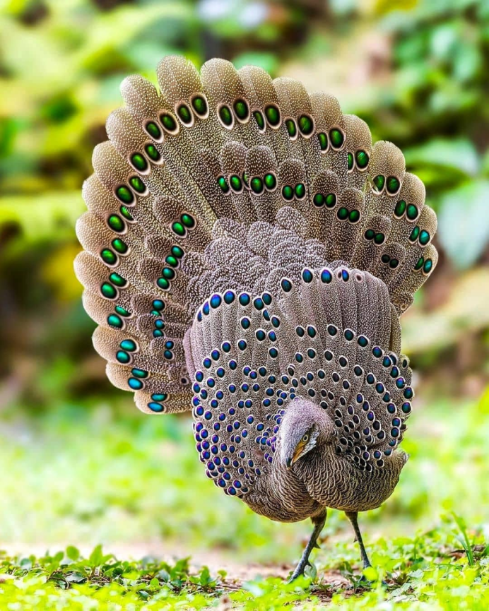 Таксидермия птиц Эстетика